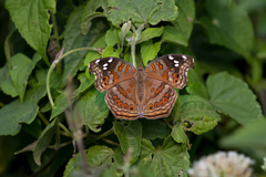 Junonia natalica natalica