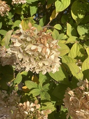 Hydrangea