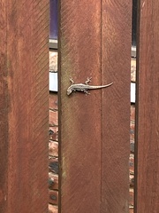 Lygodactylus capensis