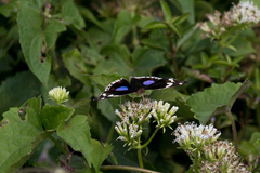 Junonia oenone oenone