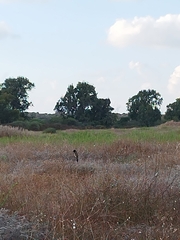Pycnonotus xanthopygos