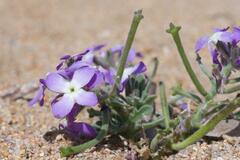 Matthiola tricuspidata