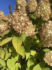 Hydrangea