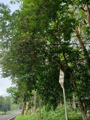 Averrhoa carambola