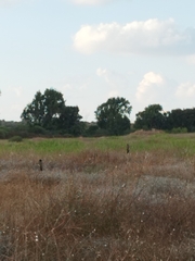 Pycnonotus xanthopygos