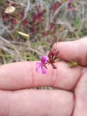 Pelargonium grossularioides
