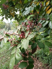 Averrhoa carambola