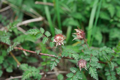 Rubus pungens oldhamii