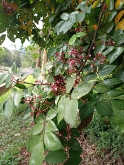Averrhoa carambola