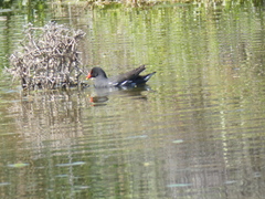 Gallinula chloropus meridionalis