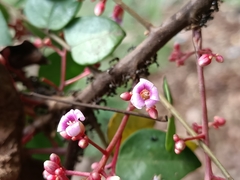 Averrhoa carambola