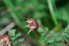 Rubus pungens oldhamii