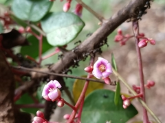 Averrhoa carambola