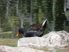 Gallinula chloropus meridionalis