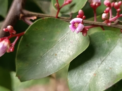 Averrhoa carambola