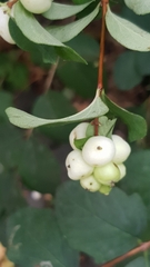 Symphoricarpos albus