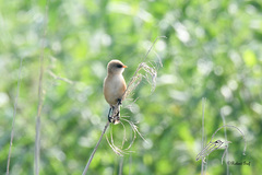 Panurus biarmicus