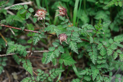 Rubus pungens oldhamii