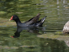 Gallinula chloropus meridionalis