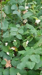 Symphoricarpos albus