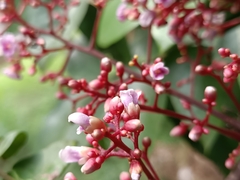 Averrhoa carambola