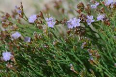 Limonium articulatum