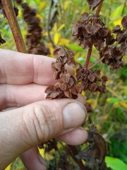 Rumex aquaticus