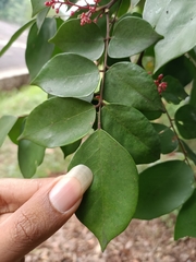 Averrhoa carambola