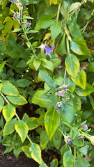 Platycodon grandiflorus