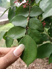 Averrhoa carambola