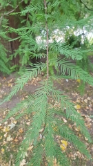 Taxodium