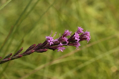 Liatris acidota