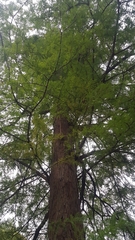 Taxodium