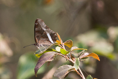 Eurytela hiarbas angustata
