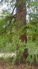 Taxodium