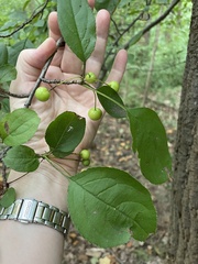 Aronia arbutifolia