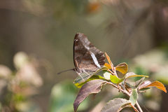 Eurytela hiarbas angustata
