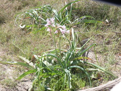 Crinum bulbispermum