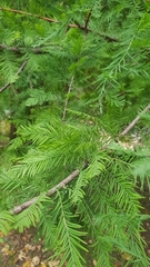 Taxodium