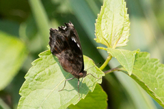 Junonia natalica natalica