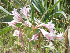 Crinum bulbispermum