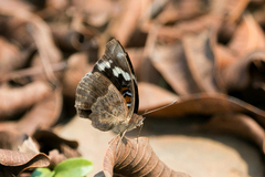 Junonia oenone oenone