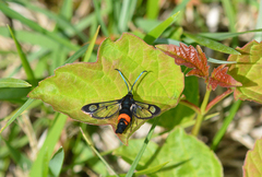 Synanthedon stomoxiformis