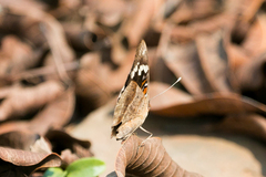 Junonia oenone oenone