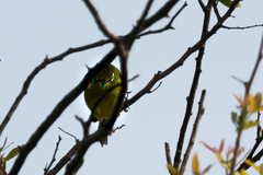 Zosterops virens virens