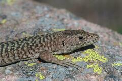 Archaeolacerta bedriagae