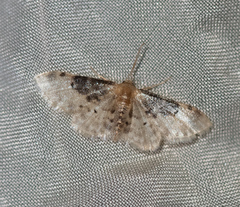Idaea filicata