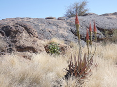 Aloe gariepensis