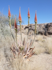 Aloe gariepensis