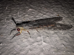 Acanthaclisini